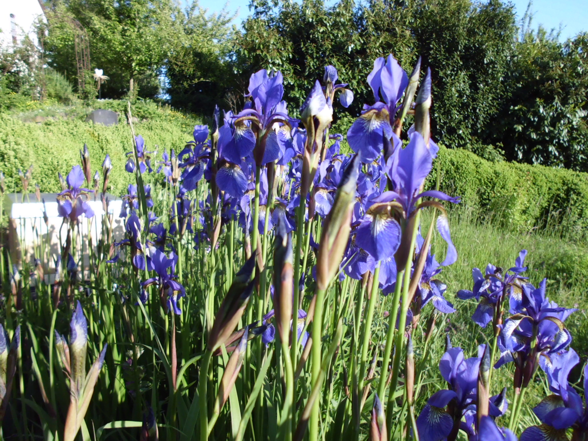 Iris 2009